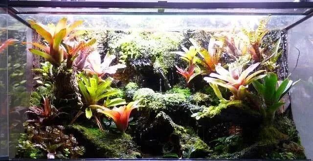 雨林缸 Rainforest Cylinder 制作全攻略 花果社 微信公众号文章阅读 Wemp