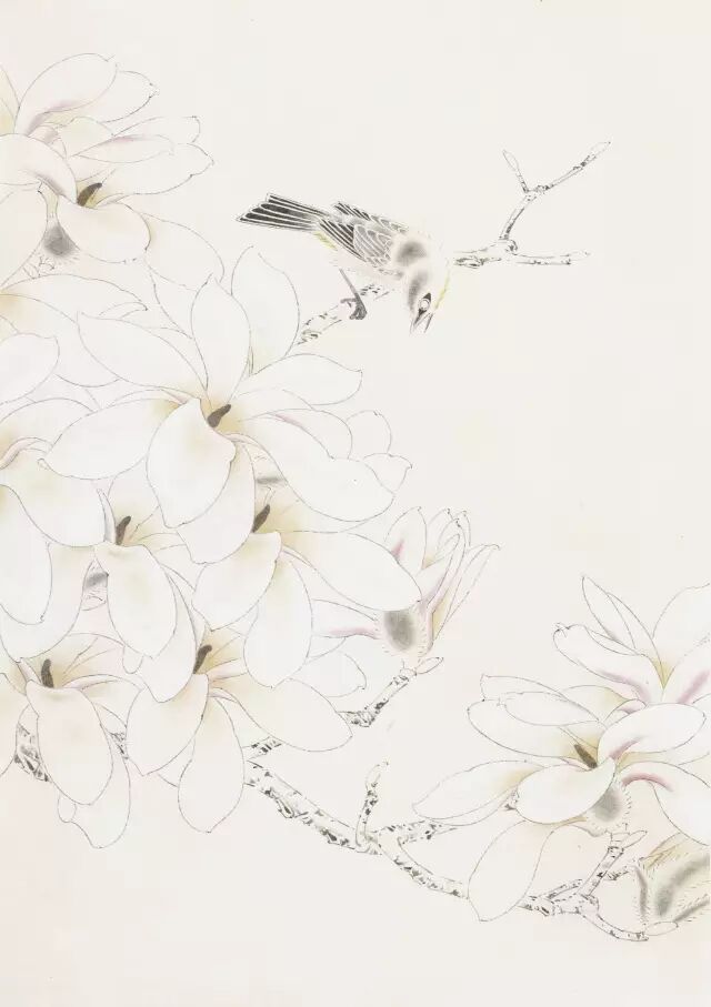 工笔白玉兰,是这样画出来的!