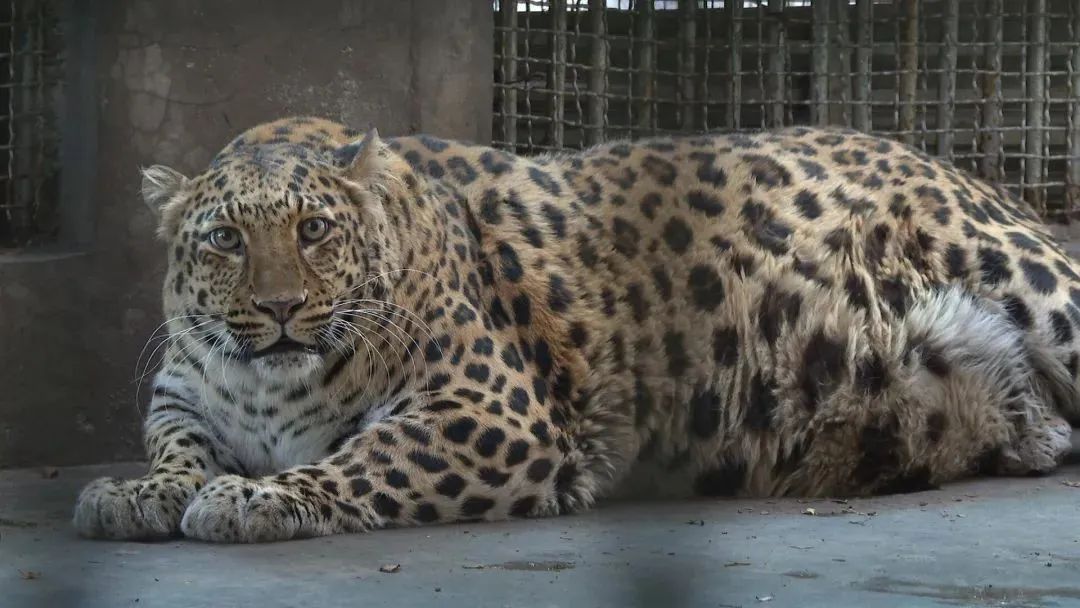 听说现在流行逛动物园？热度堪比迪士尼