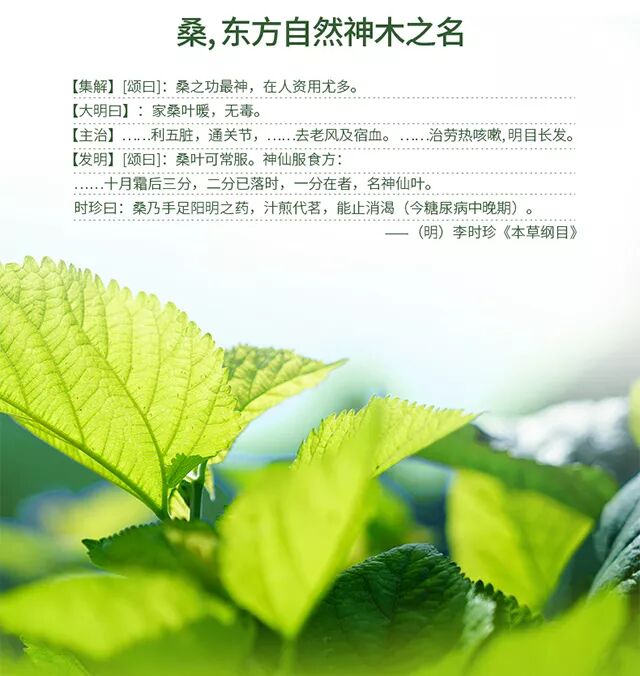 霜桑叶如何抑制脂肪吸收？揭秘其作用机制