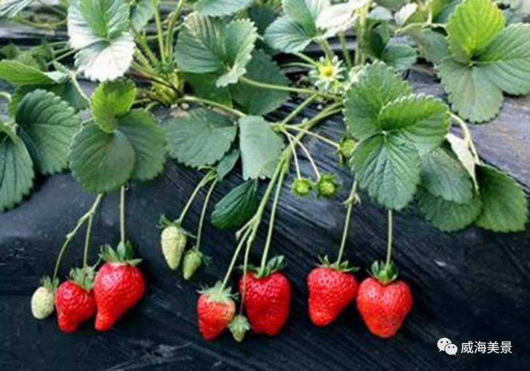 关于草莓种植，如何选择园地？掌握以下要点，