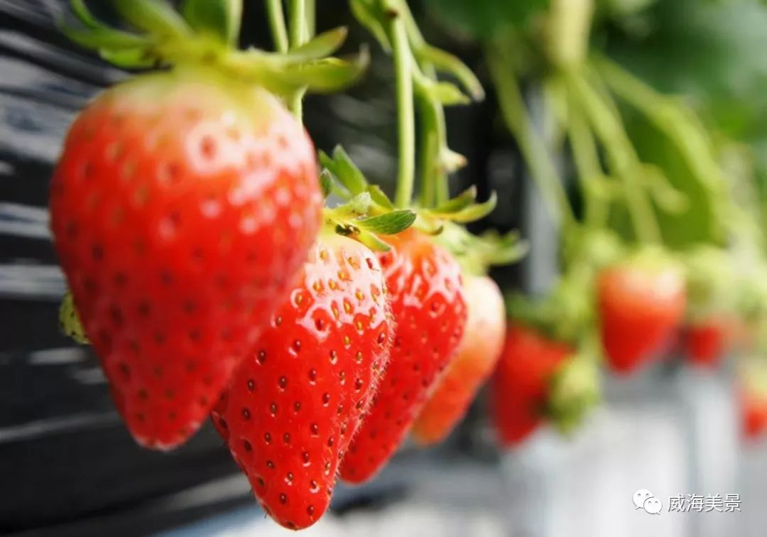 关于草莓种植，如何选择园地？掌握以下要点，