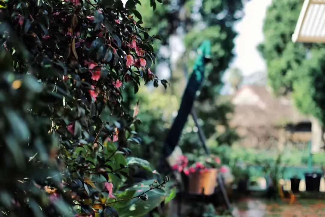 別人家的後花園：700㎡全用來種花，100種植物和孩子一起成長 家居 第11張