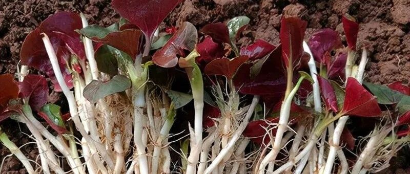 21种路边的野菜，常常见到但不一定都认识，看你吃过几种？