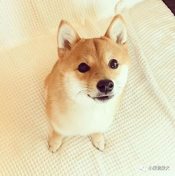 柴犬类别 豆柴 小体 标柴 有何不同 小柴君柴犬专门店 微信公众号文章阅读 Wemp