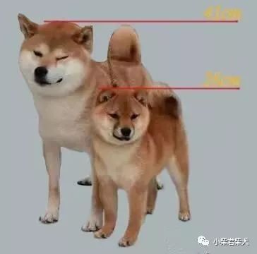 什么是豆柴犬 豆柴和柴犬什么关系 小柴君柴犬 微信公众号文章阅读 Wemp