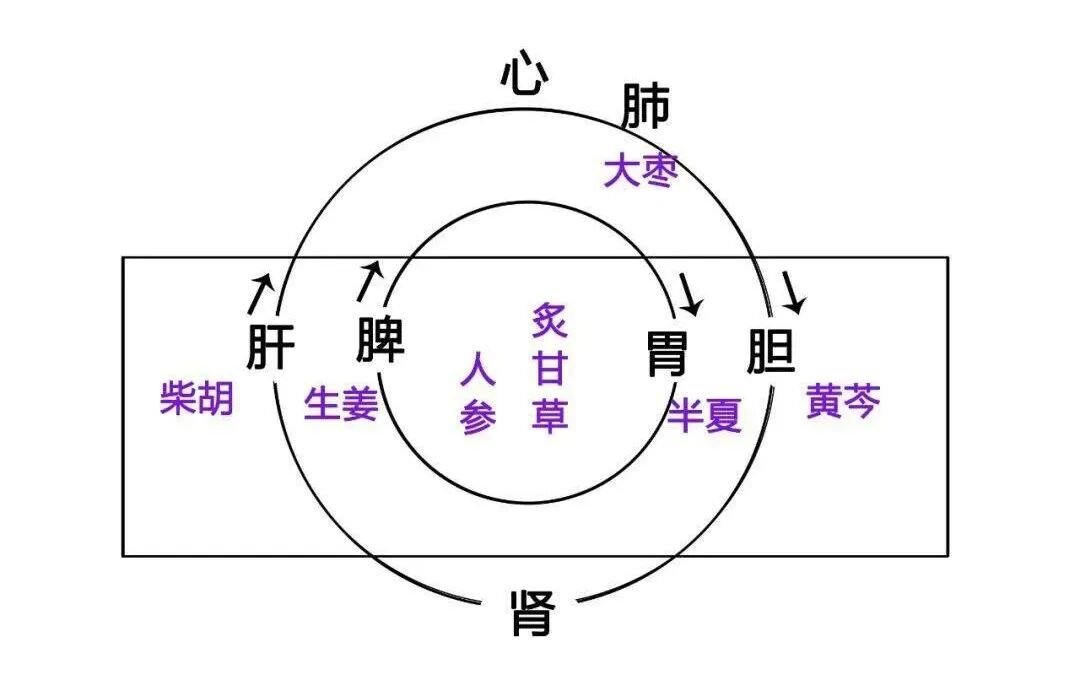 用好小柴胡，不用找大夫，这7个病症最适合小柴胡