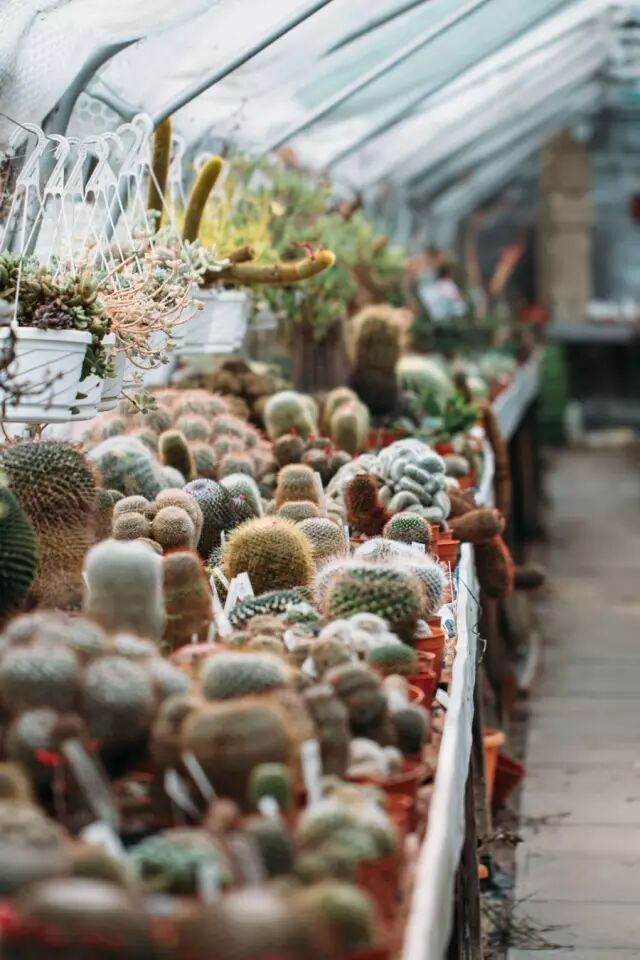 请欣赏：多肉花房
