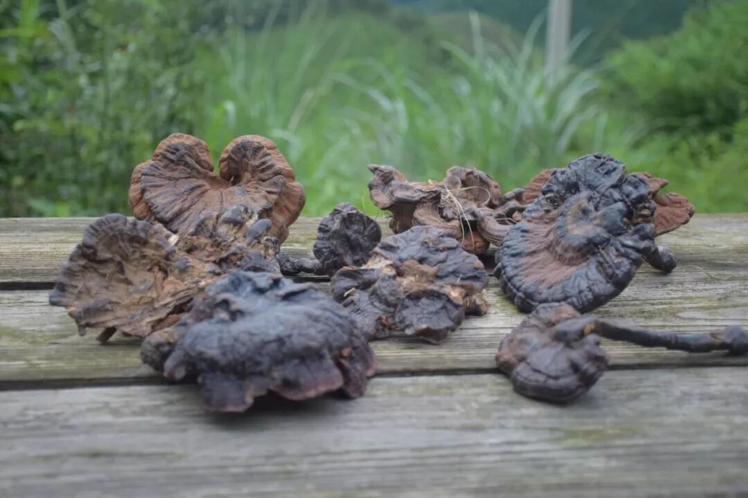 灵芝的功效作用强大，特别是这10种人吃灵芝改善最好！