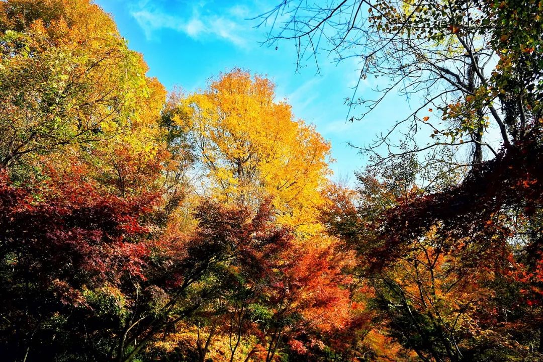 一座棲霞山，半部金陵史，秋末冬初賞紅楓 旅遊 第4張