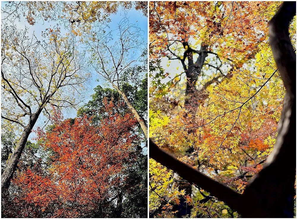 一座棲霞山，半部金陵史，秋末冬初賞紅楓 旅遊 第15張