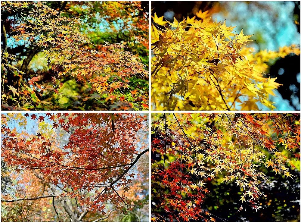 一座棲霞山，半部金陵史，秋末冬初賞紅楓 旅遊 第8張