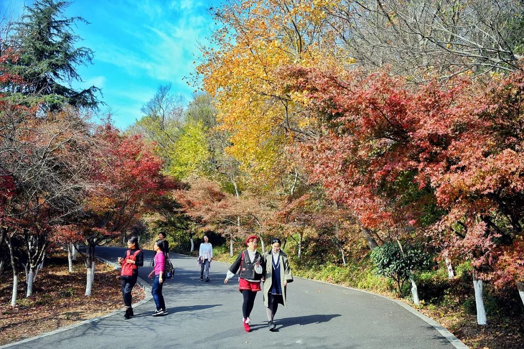 一座棲霞山，半部金陵史，秋末冬初賞紅楓 旅遊 第9張