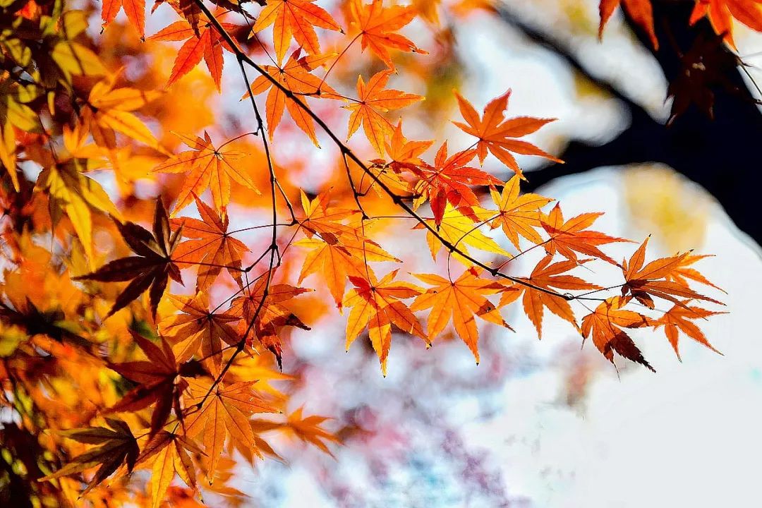 一座棲霞山，半部金陵史，秋末冬初賞紅楓 旅遊 第14張