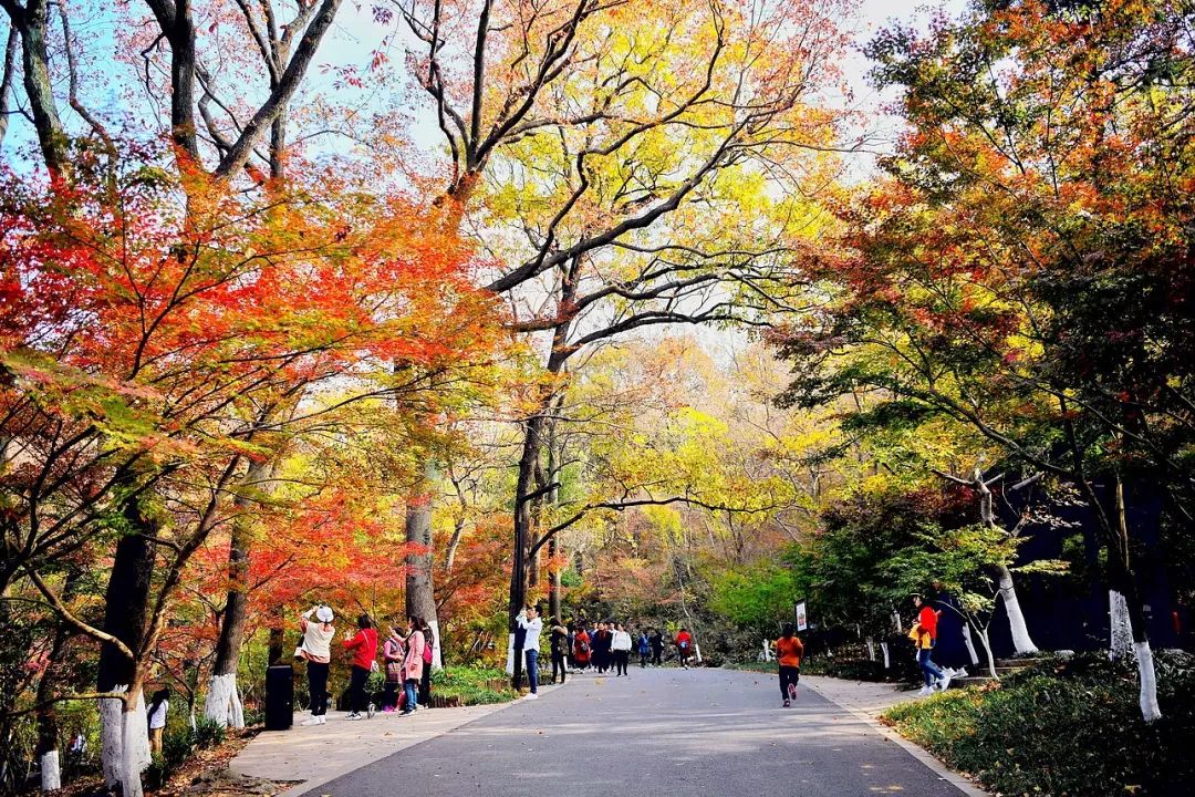 一座棲霞山，半部金陵史，秋末冬初賞紅楓 旅遊 第12張