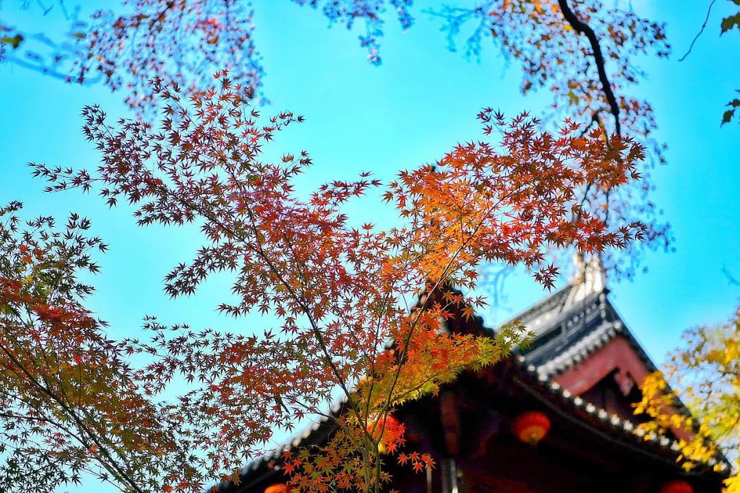 一座棲霞山，半部金陵史，秋末冬初賞紅楓 旅遊 第1張