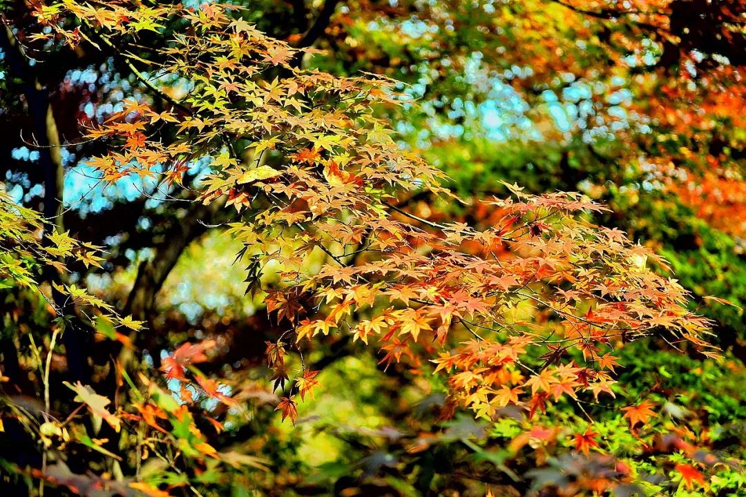 一座棲霞山，半部金陵史，秋末冬初賞紅楓 旅遊 第5張