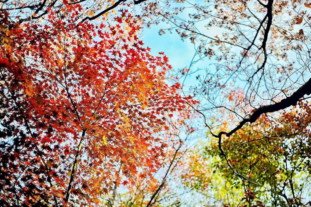 一座棲霞山，半部金陵史，秋末冬初賞紅楓 旅遊 第11張