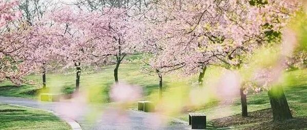 三八妇女节丨送你一份春季醉美赏花攻略