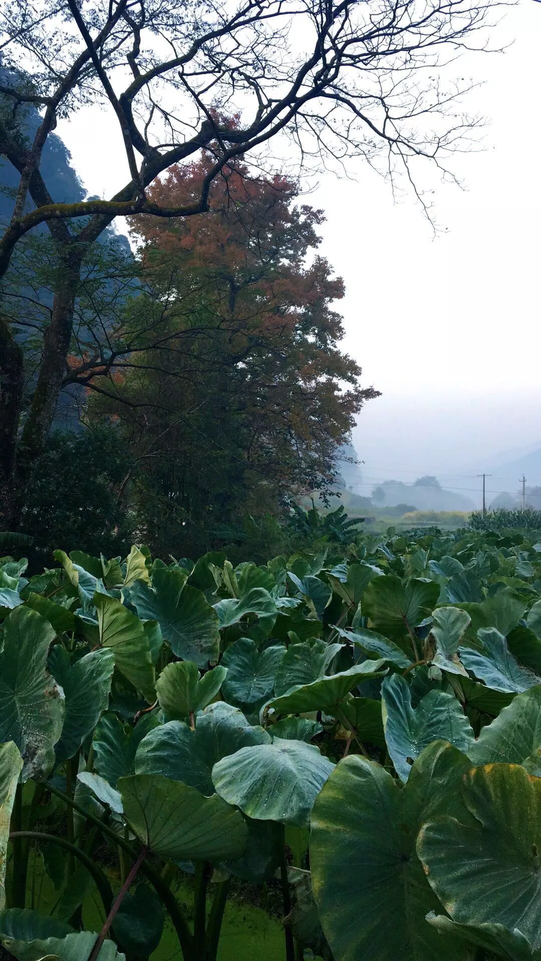 廣西千畝杜鵑花開放啦！登頂可望兩省三城，全國獨有，錯過再等一年！ 旅遊 第11張