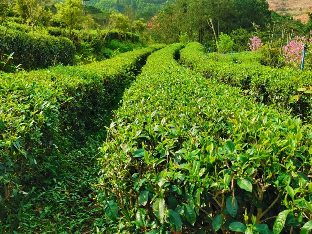 春游江门这个万亩茶园踏青寻茶香每一口都是春天