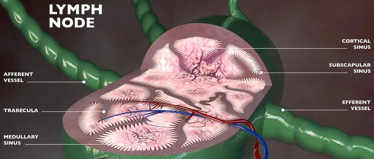 白血病和血小板减少的区别是什么？医生说，千万不要混淆它们