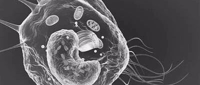 巨噬细胞影响着慢粒患者的复发情况