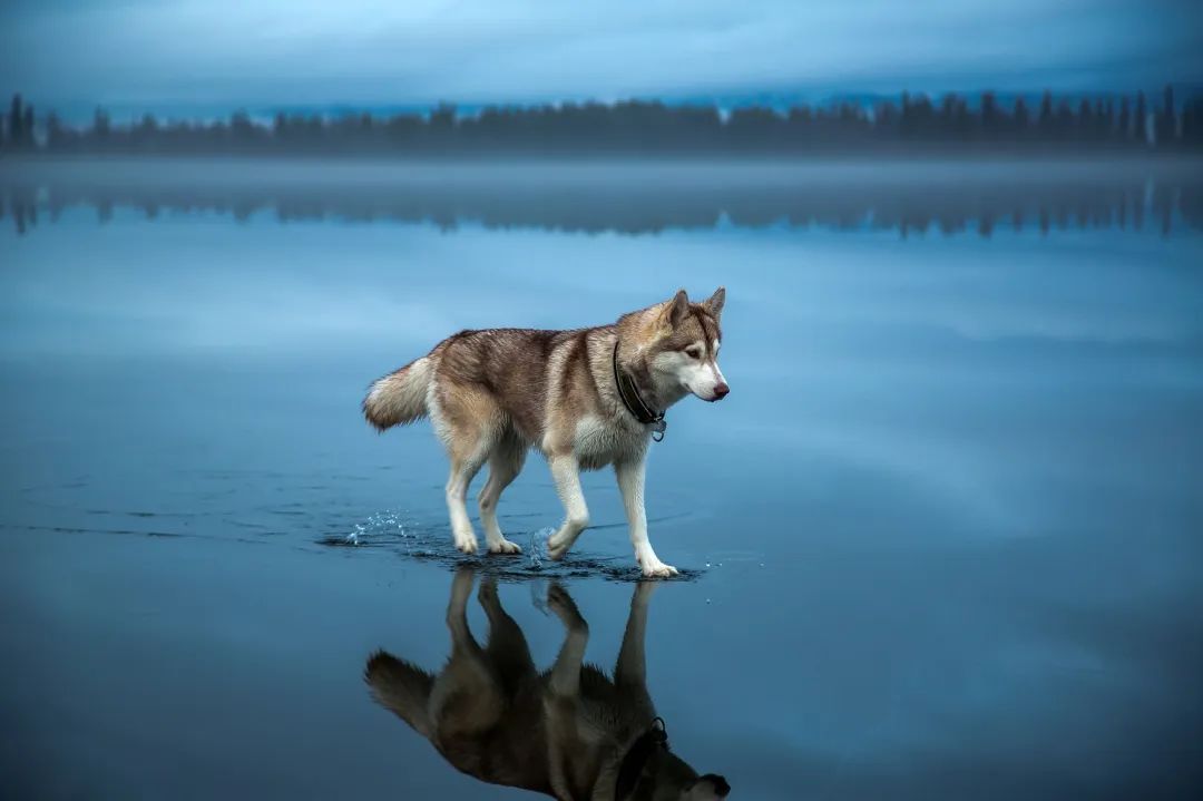 搜救犬海啸图片