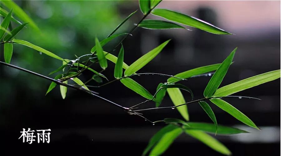 梅雨储存篇 梅雨季节粮食如何储存 疆来农场 微信公众号文章阅读 Wemp