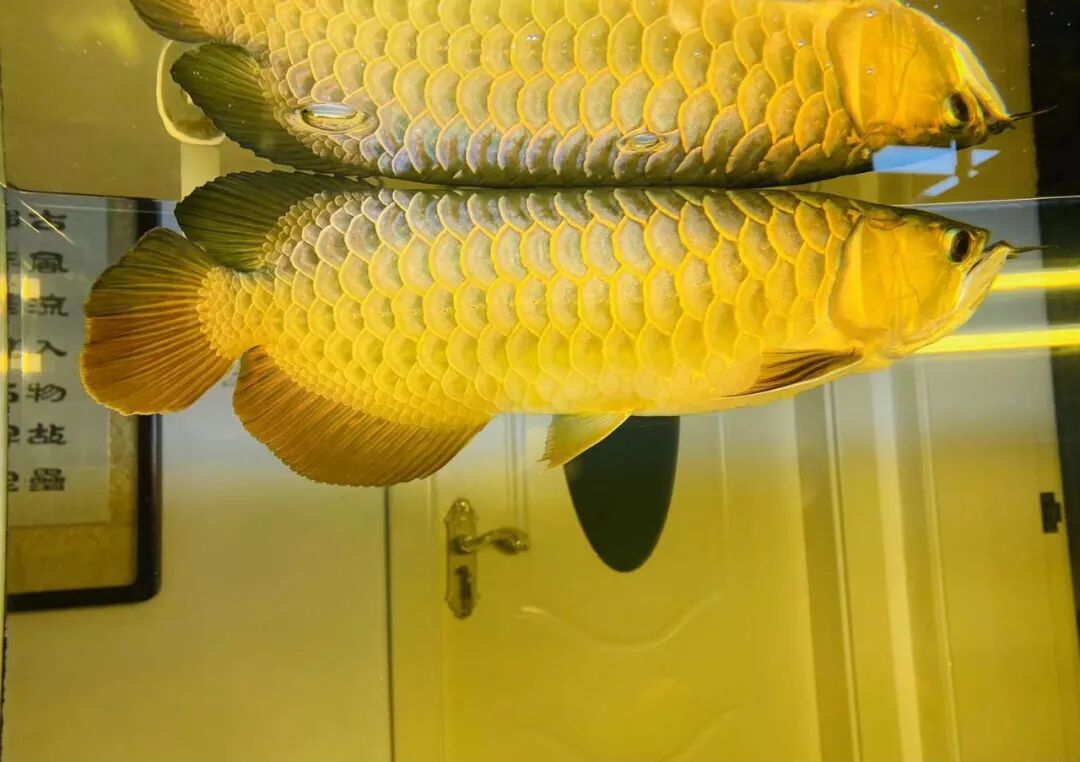 鱼呼吸都成问题 你还不重视 鱼友汇 微信公众号文章 微小领