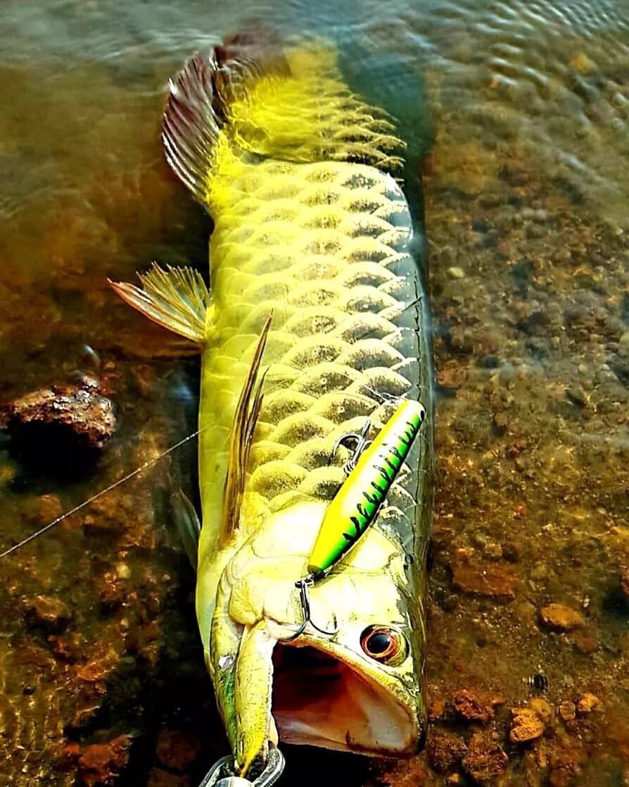  龍魚返垢的真實原因，你知道嗎？，△有魚友的地方丨就會有魚友匯龍魚返垢 龍魚百科 第2張