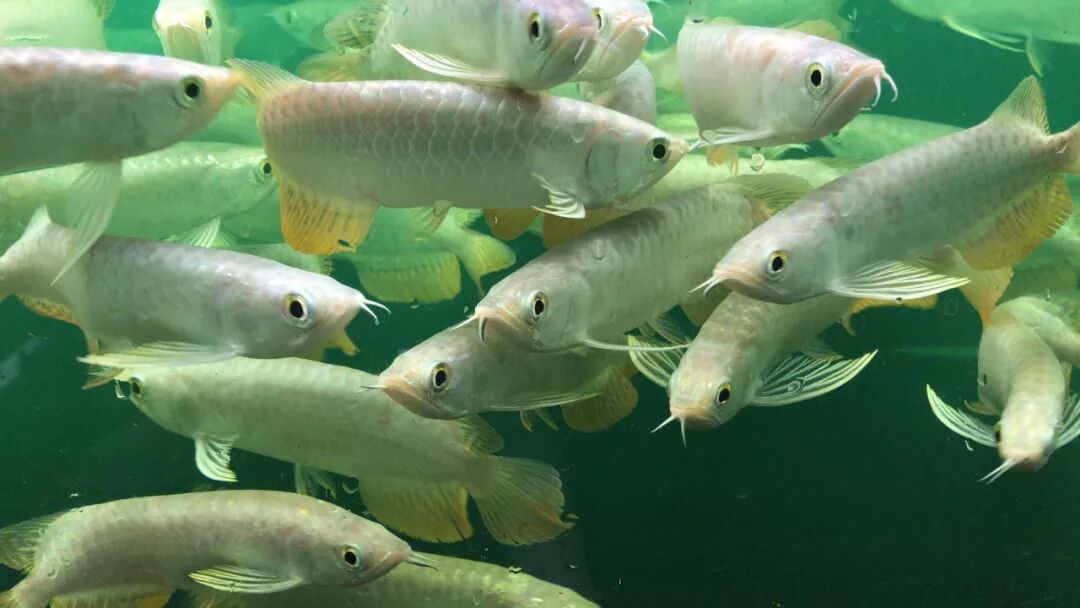  龍魚返垢的真實原因，你知道嗎？，△有魚友的地方丨就會有魚友匯龍魚返垢 龍魚百科 第4張