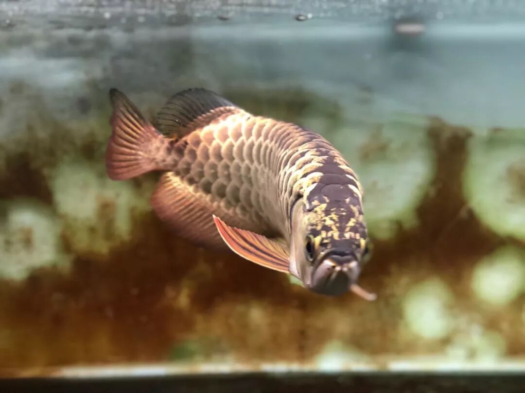  龍魚返垢的真實原因，你知道嗎？，△有魚友的地方丨就會有魚友匯龍魚返垢 龍魚百科 第3張