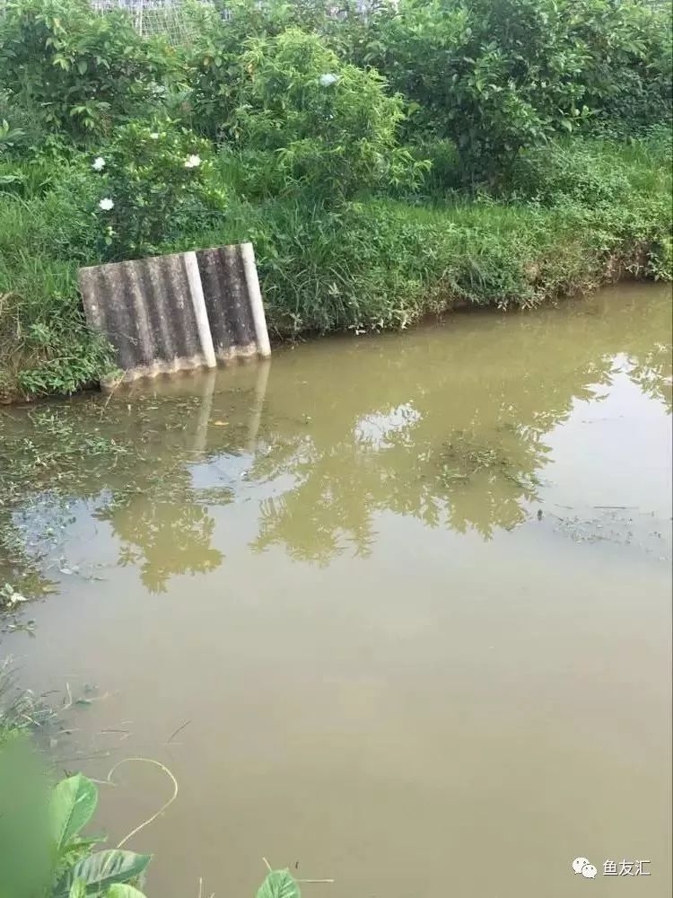 抓鱼梦见池塘什么意思_梦见池塘抓鱼_梦见池塘里捉鱼是啥意思啊