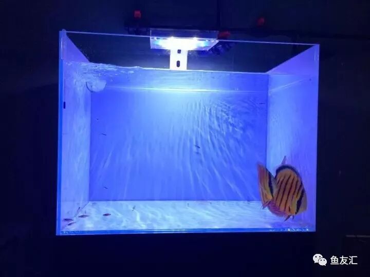 鱼友汇 自由微信 Freewechat