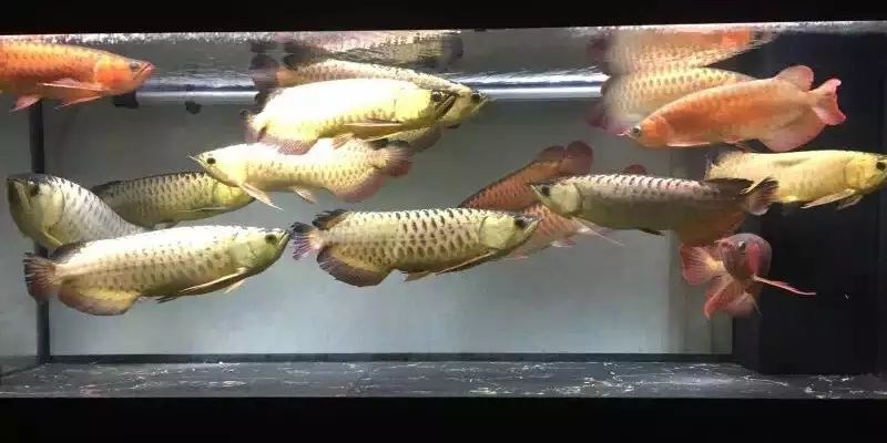 細數國內最強龍魚混養,霸氣側漏!