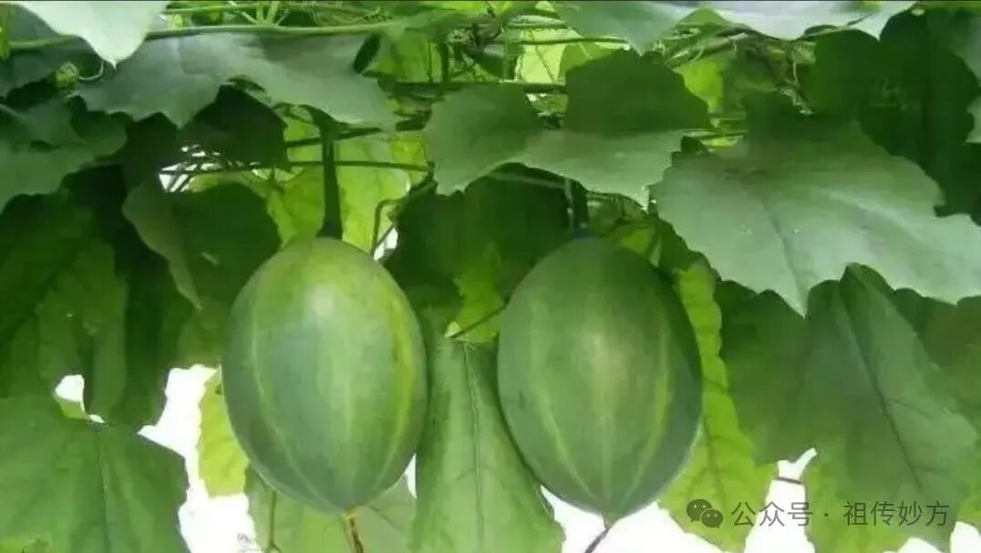 老祖宗留下来的：治疗失眠的经典中药方剂