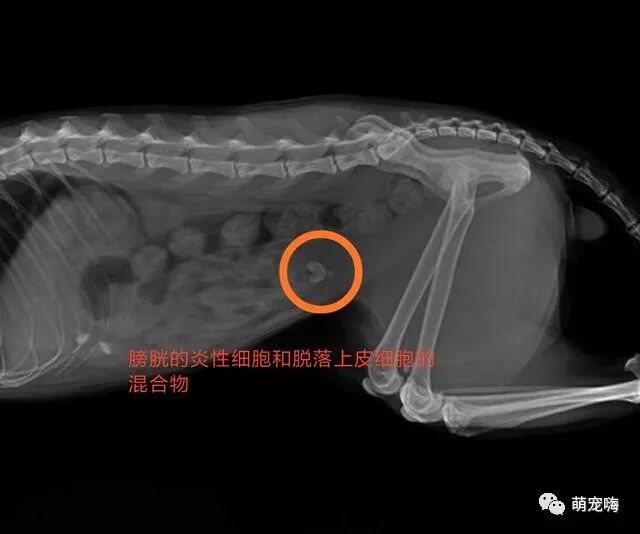玩猫爪沾纸游戏的铲屎官，注意猫咪可能会遇上潘多拉综合征- 萌宠嗨 