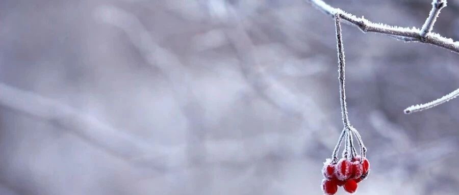 英文版《雪落下的声音》，唯美如诗！你那里下雪了吗？