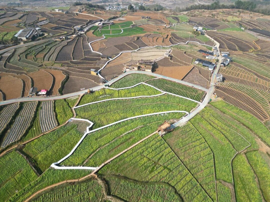 _群众无偿让地，铺出弄岗“田园诗路”_群众无偿让地，铺出弄岗“田园诗路”