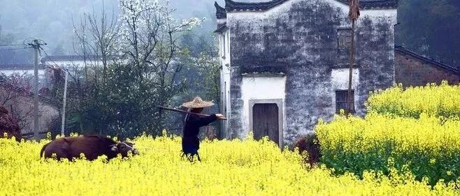 今日惊蛰：春风十里不如你，不负春光不负己