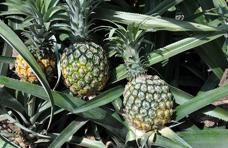 菠萝泡盐水吃会拉肚子吗_菠萝不泡盐水吃了会怎样_吃菠萝泡盐水有用吗