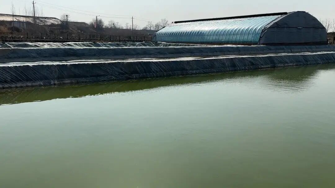 通过各大网络平台直播拓展销售渠道,同时吸引更多村民参与锦鲤养殖