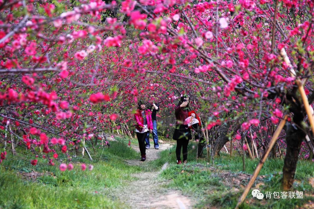 南平茫荡山旅游攻略_凤县紫柏山旅游攻略_西樵山旅游攻略