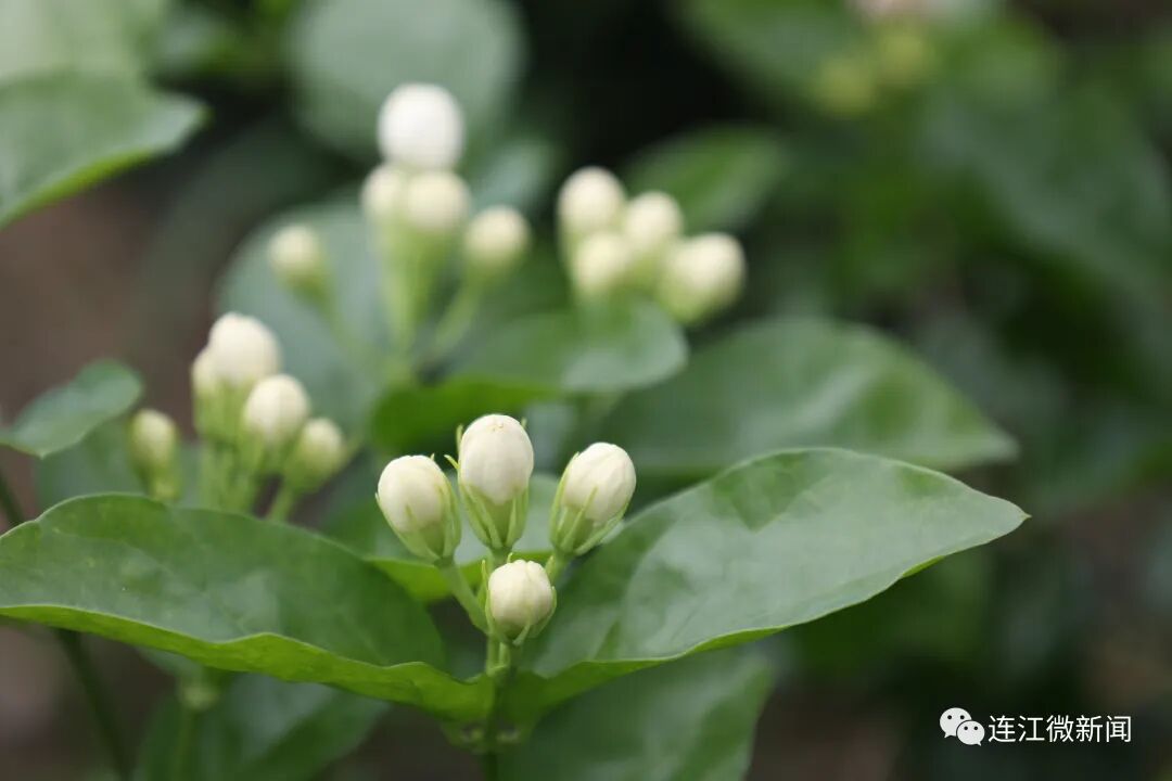 香！香！香！连江这里花开了！
