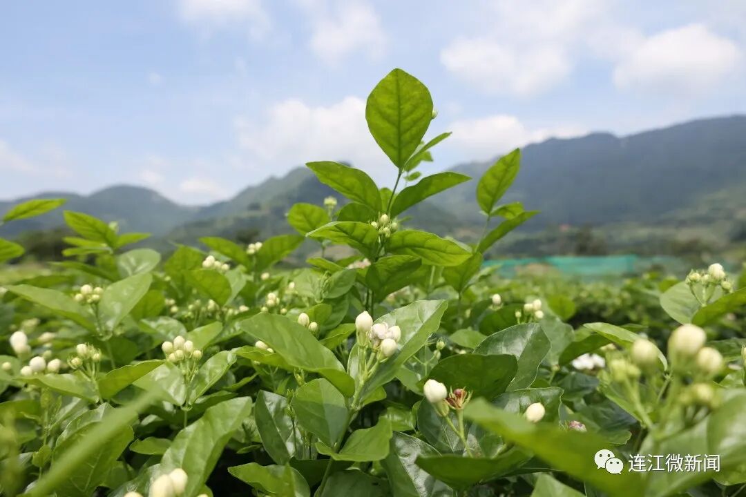 香！香！香！连江这里花开了！