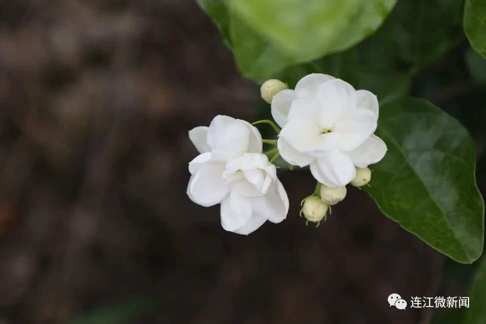 香！香！香！连江这里花开了！