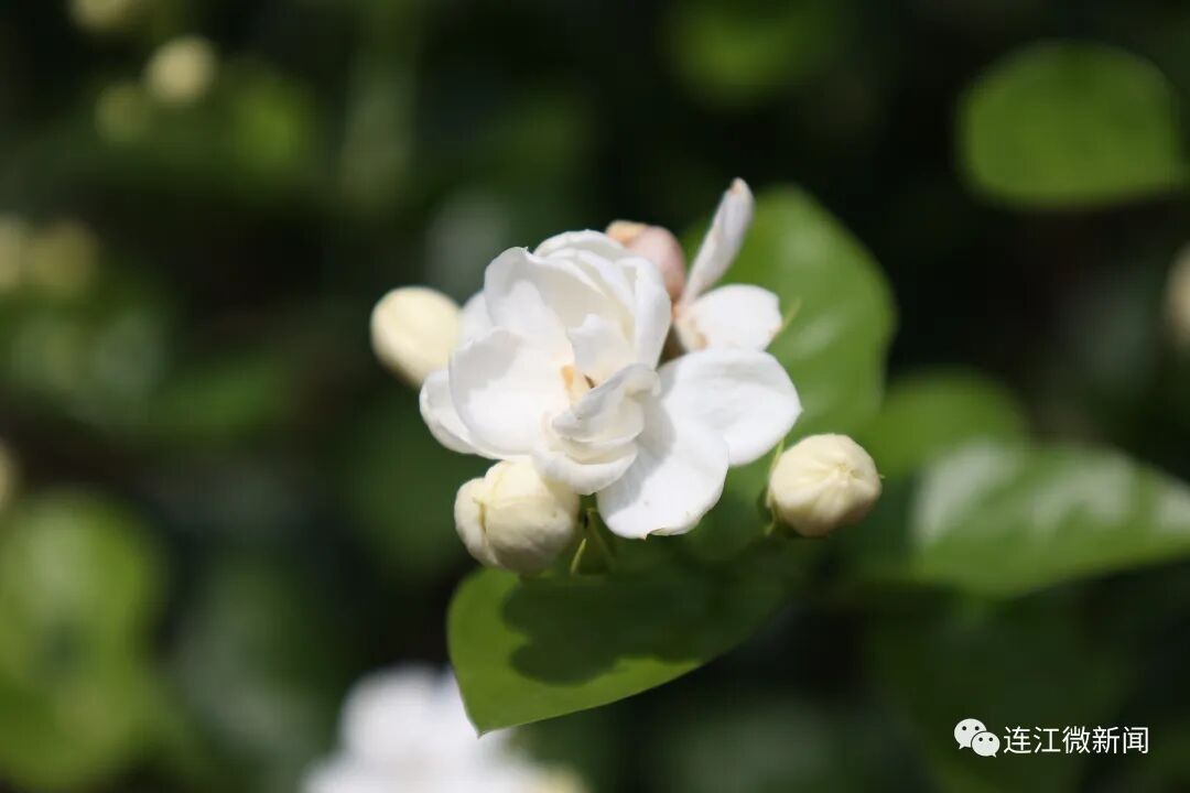 香！香！香！连江这里花开了！