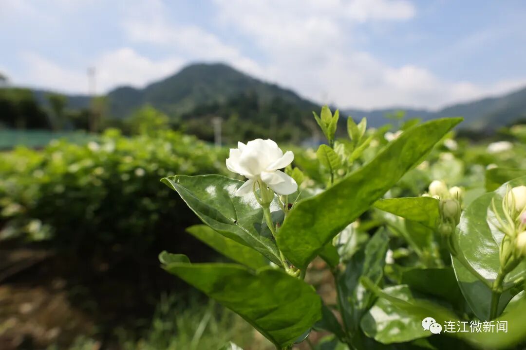 香！香！香！连江这里花开了！