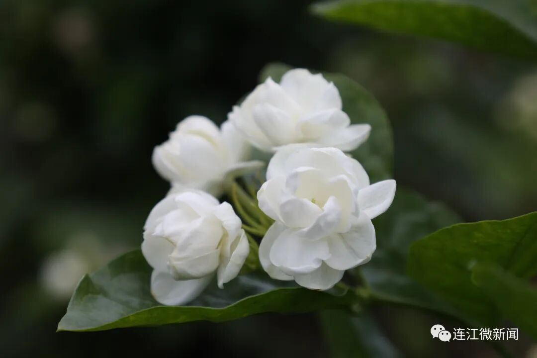 香！香！香！连江这里花开了！